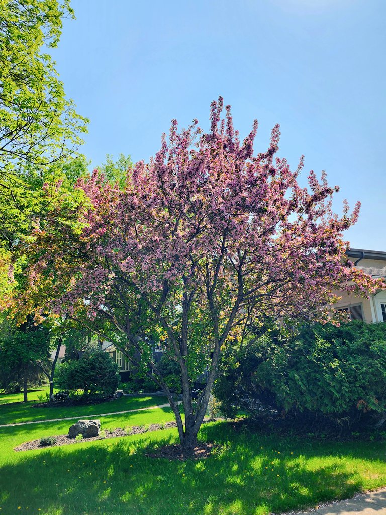 I love Pink Tree SZN #Winnipeg