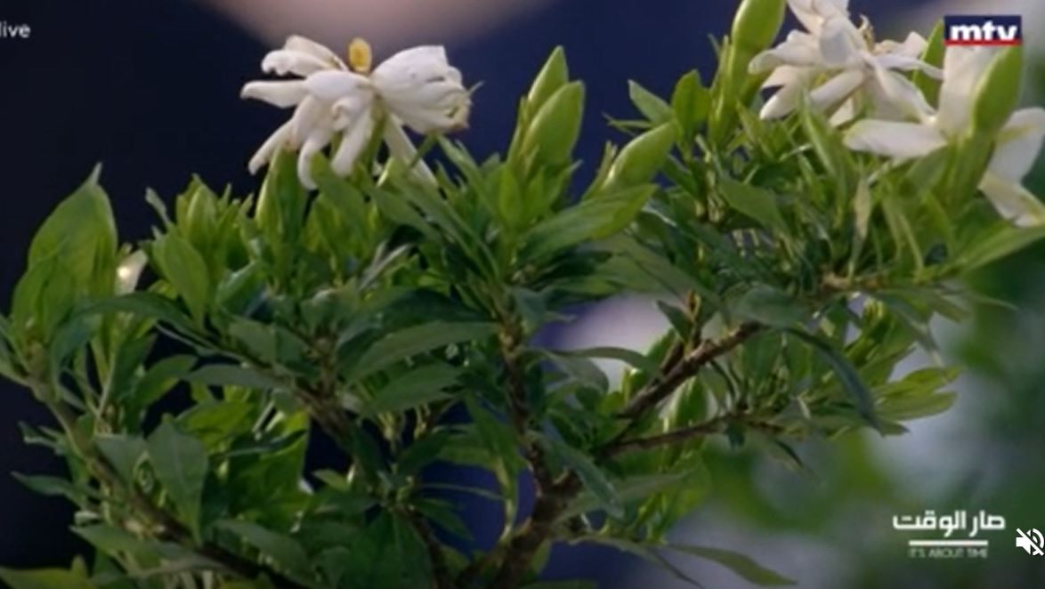 philabouzeid's tweet photo. My father developed a special plant "Bonsai Gardenia" by Joseph Abou Zeid. Soon to be registered as a Lebanese origin plant. This is a result of 5 years of research and trials and 40 years of experience. 
Thank you Father. 

#صار_الوقت https://t.co/7GZ4hkLGGF