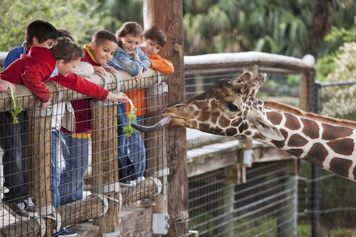 StJoePlace's tweet photo. Need something to do this weekend? Go visit the Fort Wayne Children's Zoo open 9-5pm on both Saturday and Sunday!☀️🦁🐒 https://t.co/eS7551SBqp