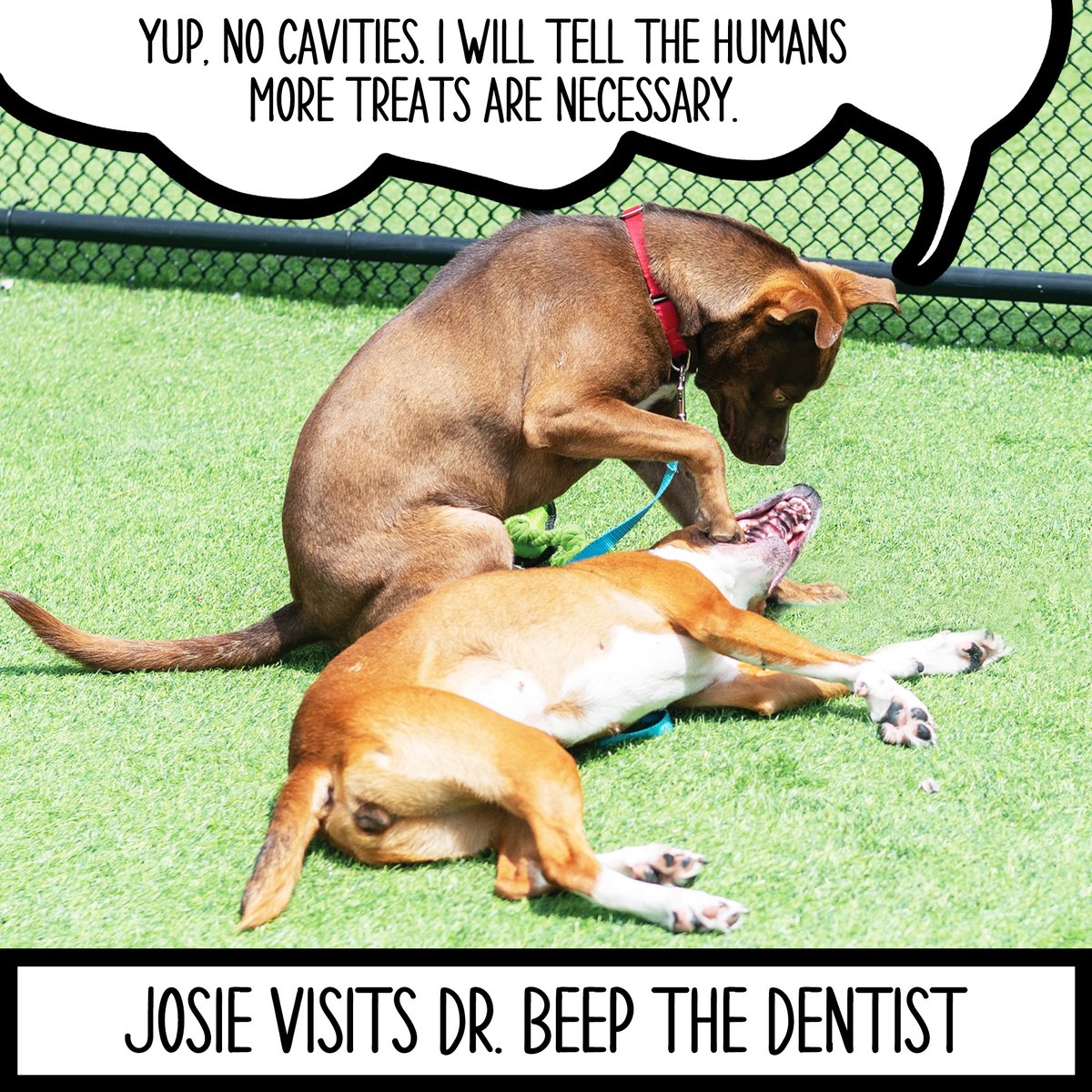 Our dogs will literally do anything for extra treats!
A funny scene featuring adoptable dogs Josie and Beep.

arlgp.org/adopt/dogs