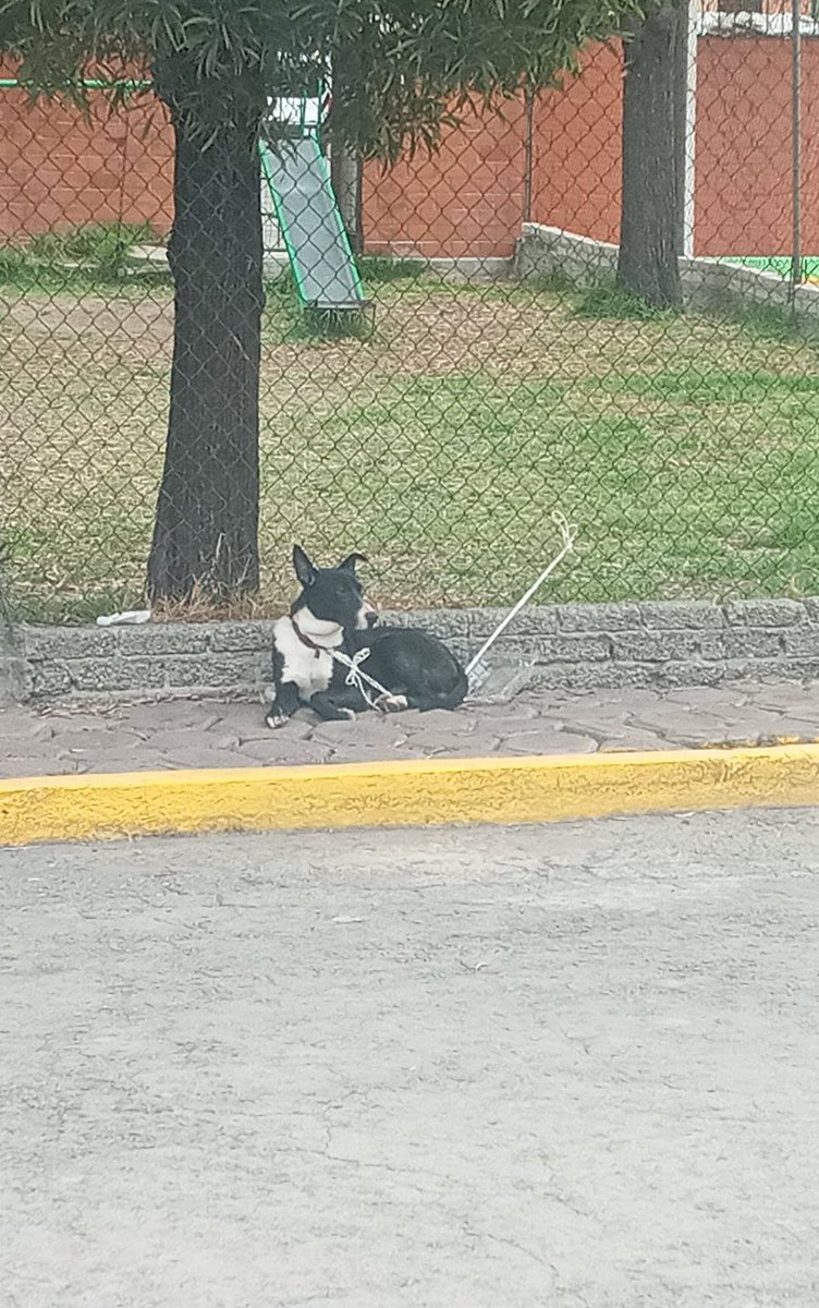 Amigos nos reportan este perrito,lo dejaron abandonado,ahorita se encuentra amarrado en una banqueta. ¿Alguien que pueda darle hogar temporal o adoptarlo ? Se encuentra en Edoméx,en el municipio de Coacalco. En verdad urge ayuda. 🙏🏼 Cualquier información con @Iam_mar_i