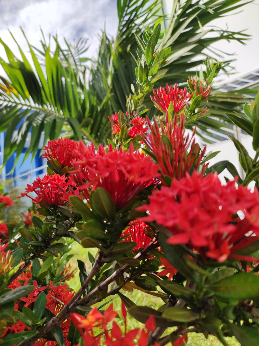 ForGeraldo's tweet photo. Tente ser flor, se não for, floresça.🌹🌻 https://t.co/iZUKDKq9WD