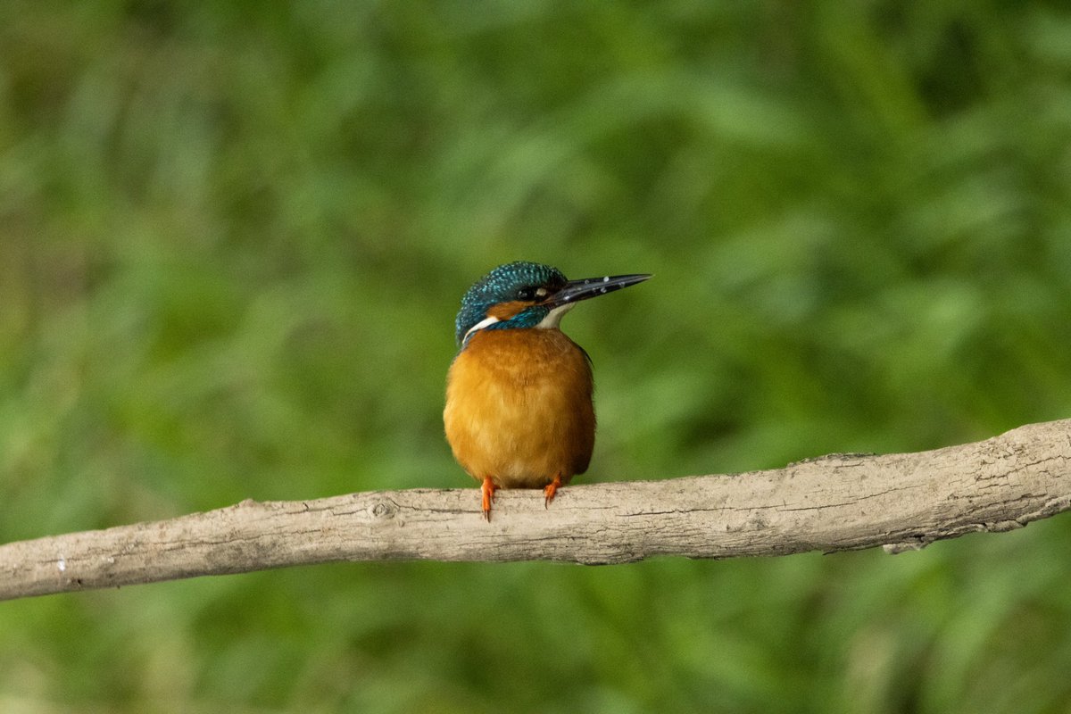 Always dangerous taking a proper camera on a stand-up paddleboard nearly lost it, but the result was worth it. #GettingCloseToNature #kingfisher #lifetothefull @RedPaddleCo @CanonUKandIE @Natures_Voice @BBCWthrWatchers @BBCSpringwatch @BBCCountryfile