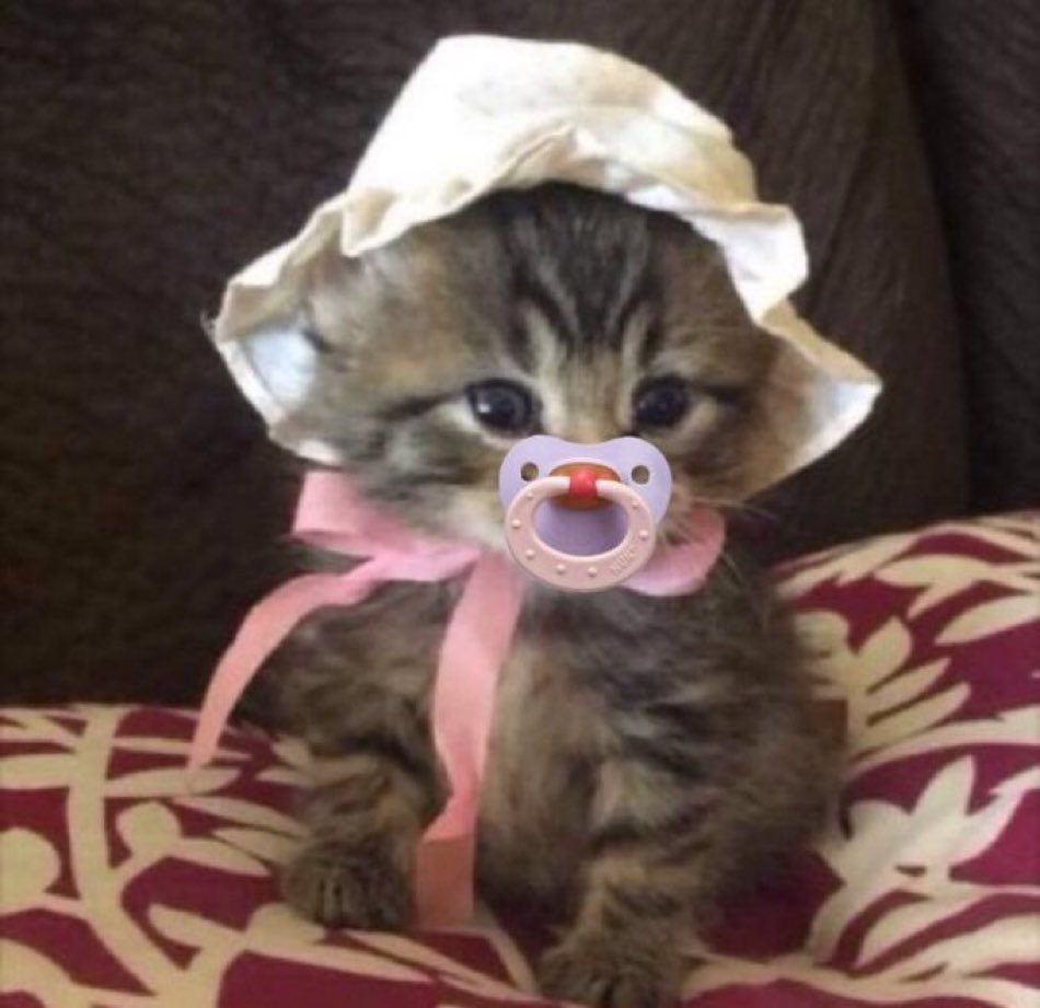 nini-on-twitter-when-ur-being-mean-to-me-this-is-who-ur-being-mean-to