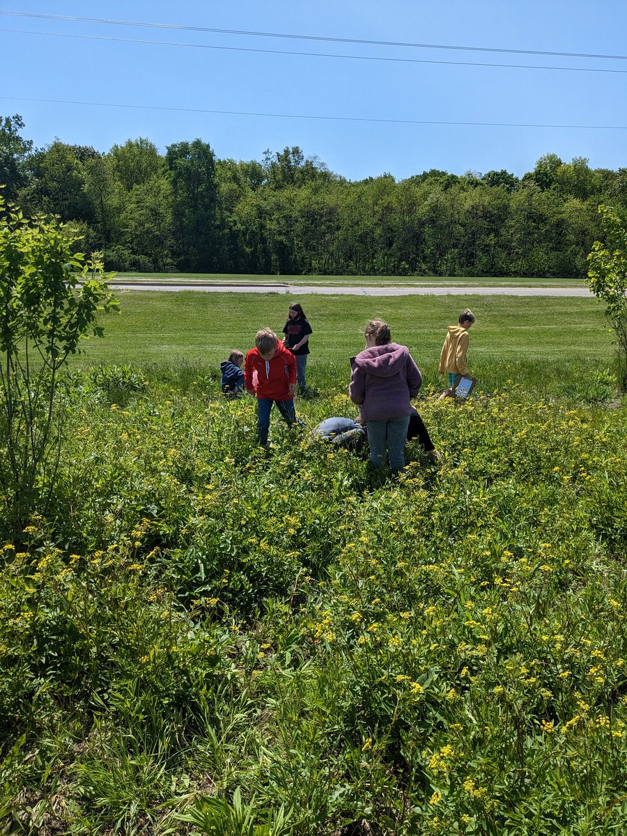 MarieToburen's tweet image. Great day to hunt for insects in the habitat garden at OMS #OCSrocks #fourthgradescience