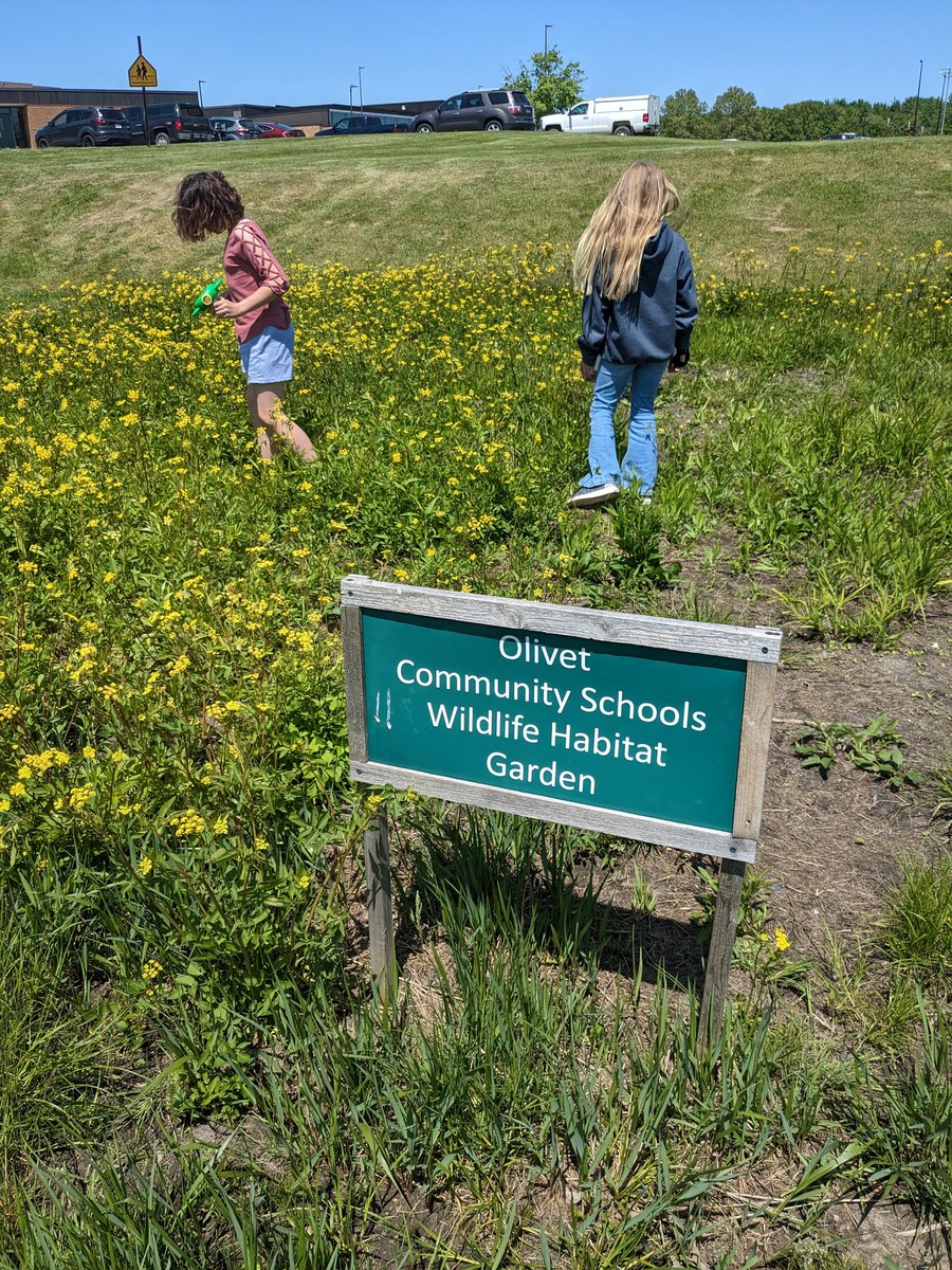 MarieToburen's tweet image. Great day to hunt for insects in the habitat garden at OMS #OCSrocks #fourthgradescience