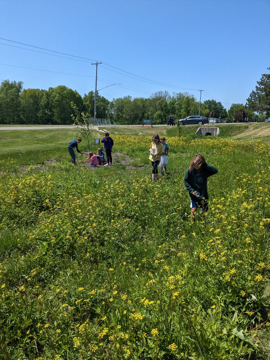 MarieToburen's tweet image. Great day to hunt for insects in the habitat garden at OMS #OCSrocks #fourthgradescience