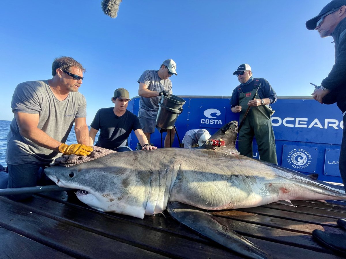 suvCBS's tweet photo. Coming up on @CBSEveningNews w/ @NorahODonnell: Solving the mystery of the Great White Shark. @CBSNews embeds with @OCEARCH off the coast of North Carolina for #EyeOnAmerica. Story w/ @carterevans https://t.co/8fKaA9BKxQ