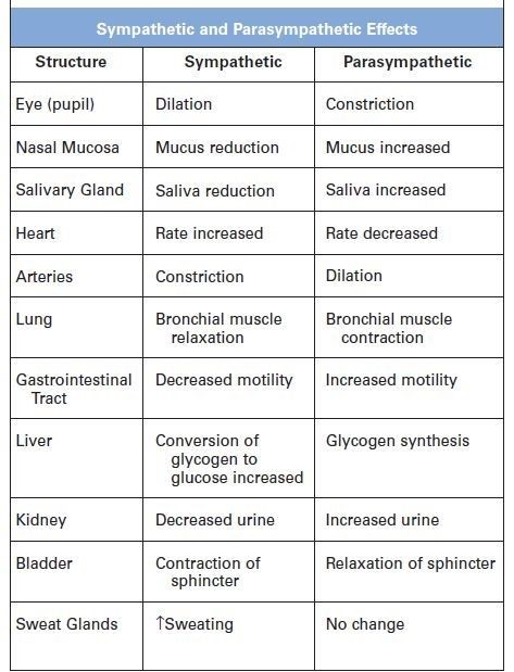 Sympathetic and Parasympathetic Effects on the Body!