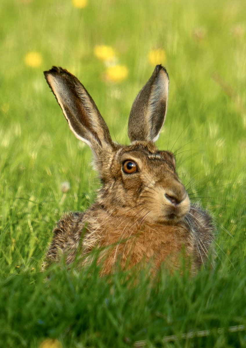 A hare in golden light #hare #northdevon