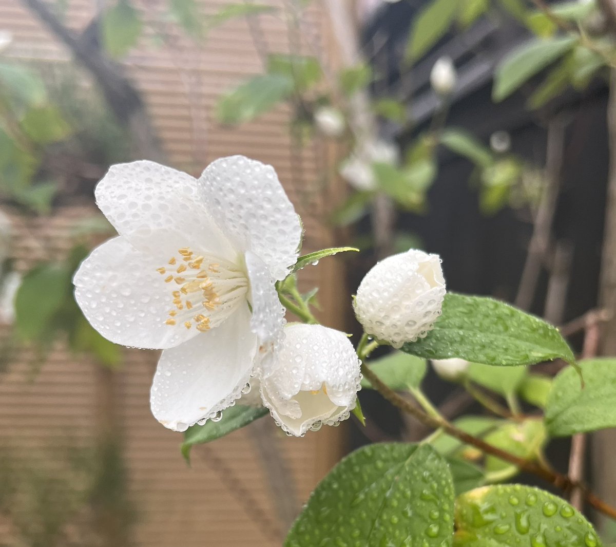 鯉庵 tweet media