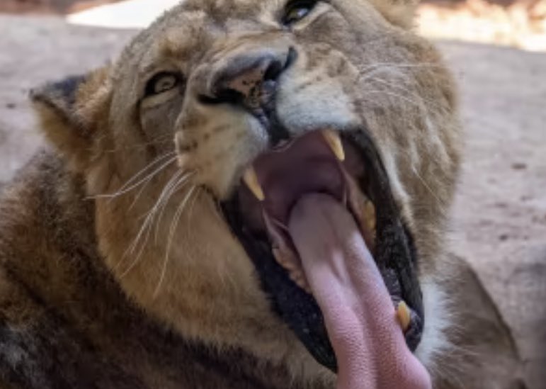 holden_pau83827's tweet image. Tomorrow I will be onsite at @BlackpoolZoo helping with the launch of the new £1.5million Big Cat Habitat. 
Any #journos that would like a copy of the press pack, just drop me a line 🦁🐯#journorequest #prrequest #HalfTerm