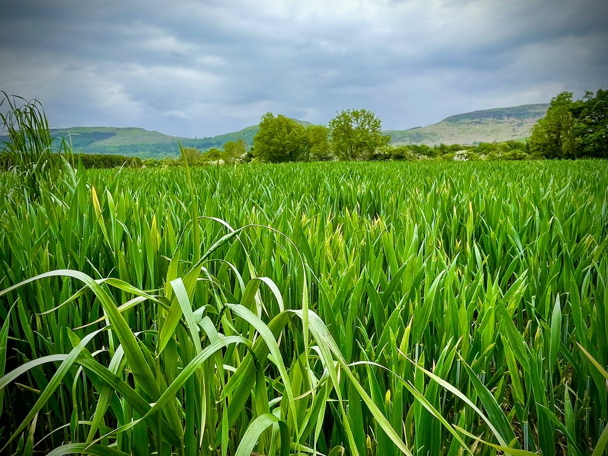 Proof that the grass is actually greener in North Yorkshire #GodsCountry  #summer #Walk