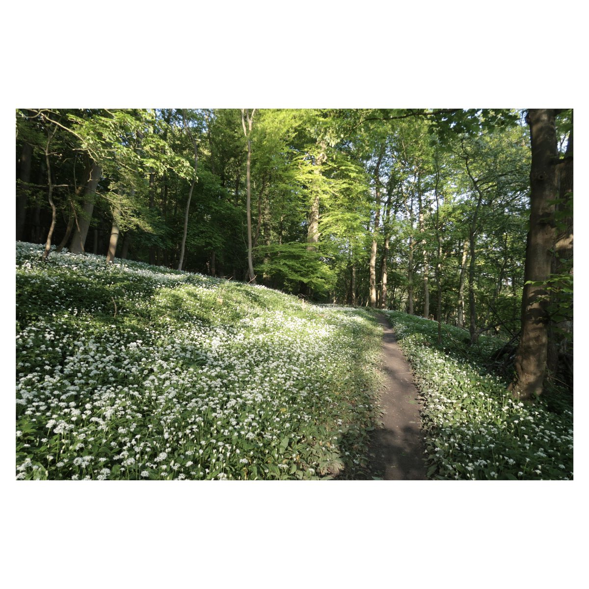 unplugged_187's tweet photo. Wonder around my patch - Wild Garlic #wildgarlic #localpatch https://t.co/qJBtJ1FBUF