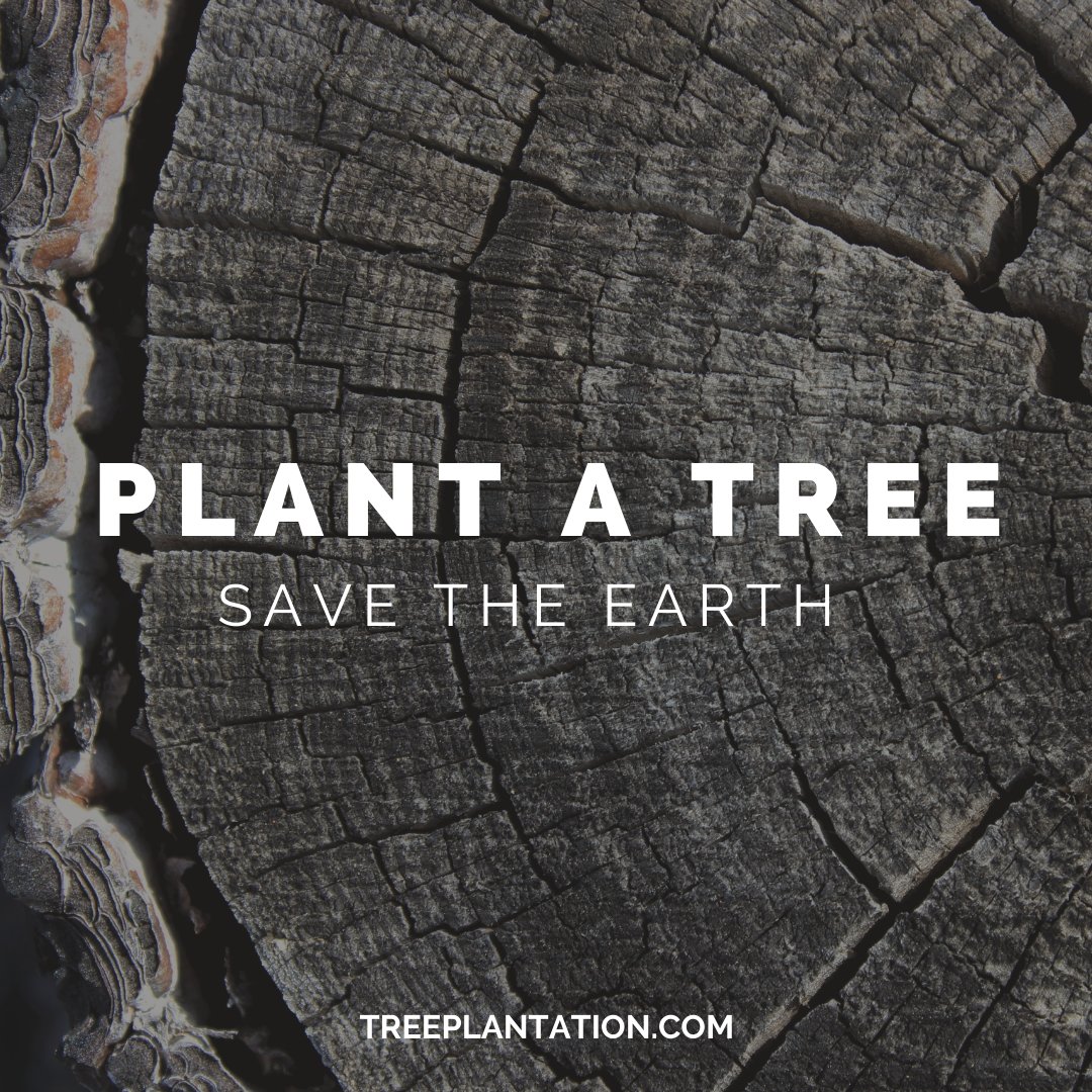 🌱🌍 Planting a tree today is a step towards saving our beloved Earth for future generations. Join us in this mission to create a greener, more sustainable future! #PlantATree #SaveTheEarth #GreenRevolution #EcoWarrior #NatureLovers #SustainabilityMatters #GoGreen #TreeHugger