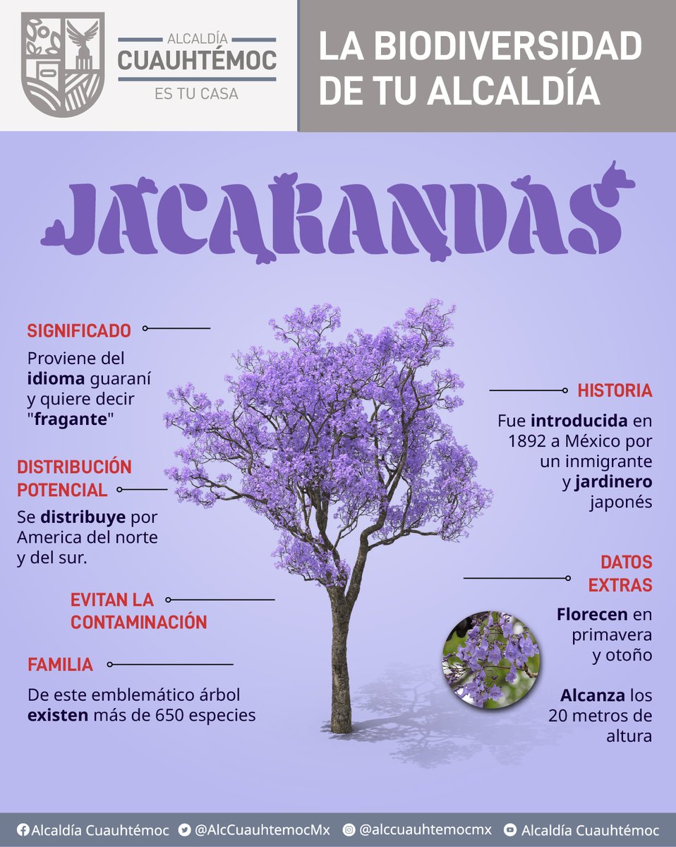 AlcCuauhtemocMx's tweet photo. 💜✨ https://t.co/9lO7GfvwQR