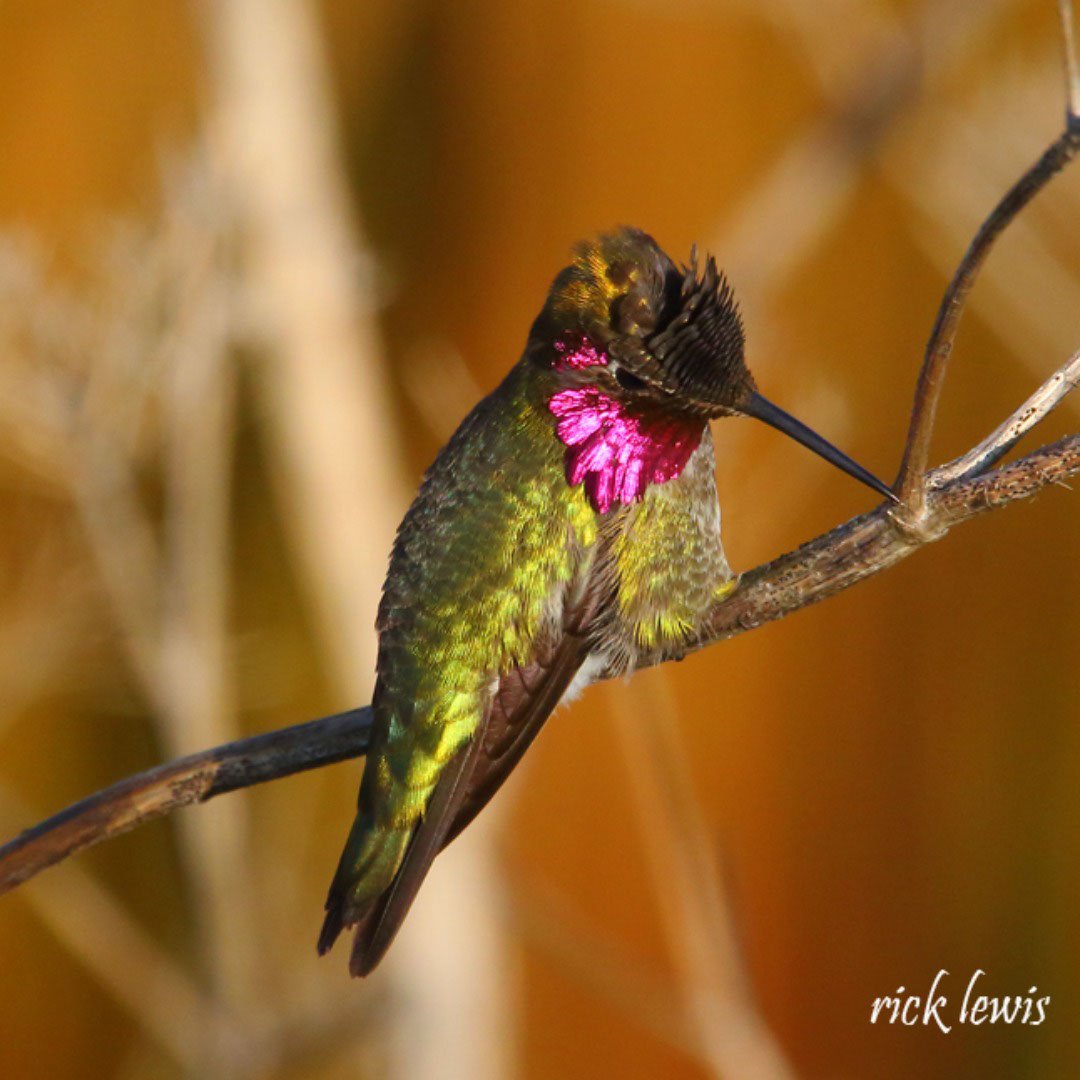 CoricaPark's tweet photo. As the living landscape refuge for wildlife &amp; plantlife at Corica Park shows its spring wonders, enjoy these recent images captured by resident photographer Rick Lewis: “Think of it as a kind of open space wildlife corridor providing habitat for birds and recreation for people.” https://t.co/5sANYXKLA9