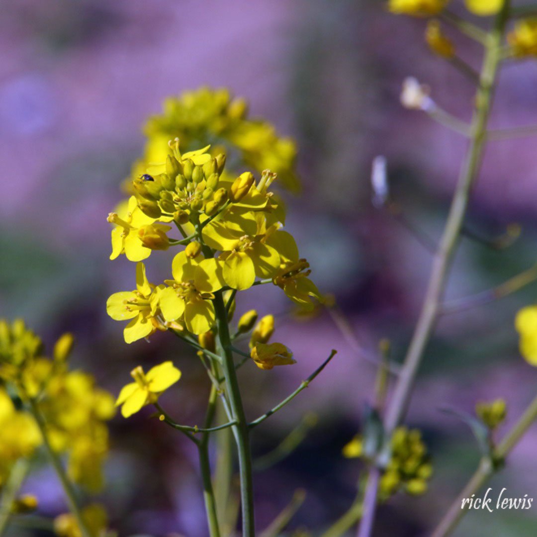 CoricaPark's tweet photo. As the living landscape refuge for wildlife &amp; plantlife at Corica Park shows its spring wonders, enjoy these recent images captured by resident photographer Rick Lewis: “Think of it as a kind of open space wildlife corridor providing habitat for birds and recreation for people.” https://t.co/5sANYXKLA9