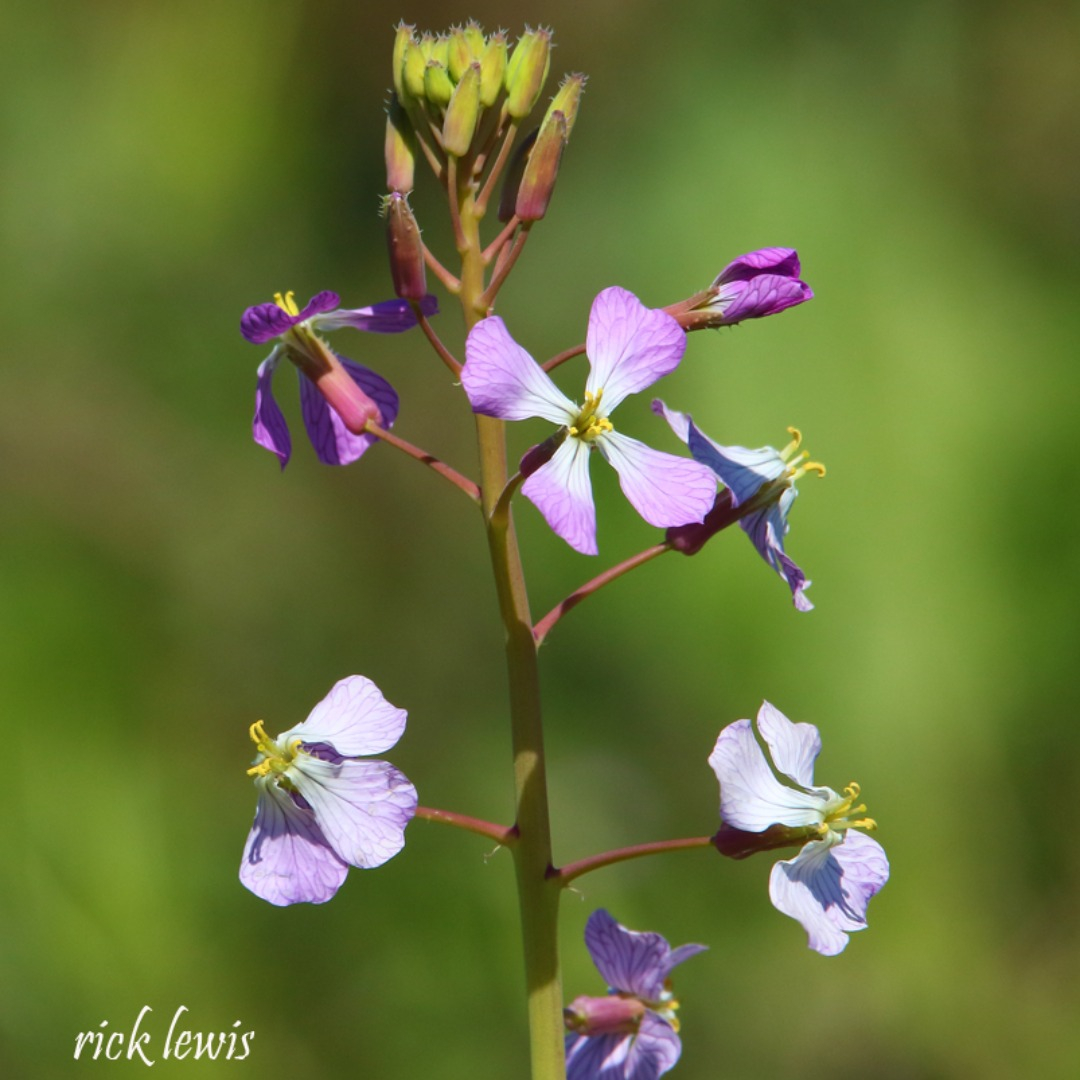 CoricaPark's tweet photo. As the living landscape refuge for wildlife &amp; plantlife at Corica Park shows its spring wonders, enjoy these recent images captured by resident photographer Rick Lewis: “Think of it as a kind of open space wildlife corridor providing habitat for birds and recreation for people.” https://t.co/5sANYXKLA9