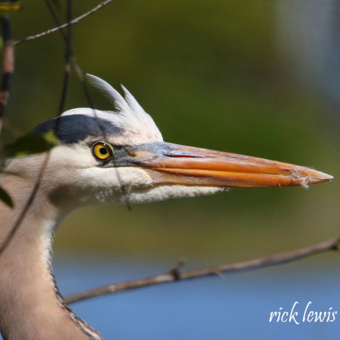 As the living landscape refuge for wildlife &amp; plantlife at Corica Park shows its spring wonders, enjoy these recent images captured by resident photographer Rick Lewis: “Think of it as a kind of open space wildlife corridor providing habitat for birds and recreation for people.”