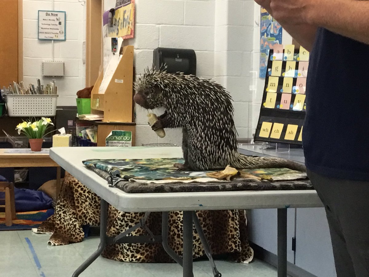 MrsDeAngelisRH's tweet photo. Kindergarteners loved the Eyes of the Wild presentation today! Thank you, RH PTO for making programs like this possible🙂 @RobertHunterES @FlemRarSchools https://t.co/1kAzftmQPT