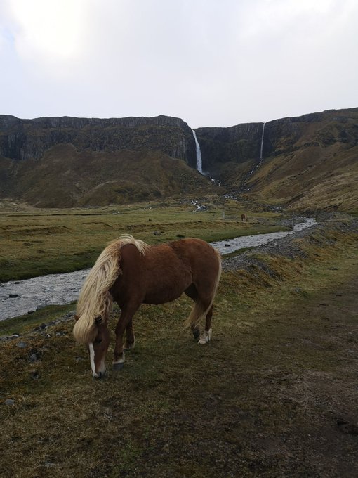 Met some cute Icelandic horses hanging around in their beautiful home at the base of Grundarfj&ouml;r&eth;ur foss<a href="/tag/showerglamour"class="tags"><span>#showerglamour</span></a>