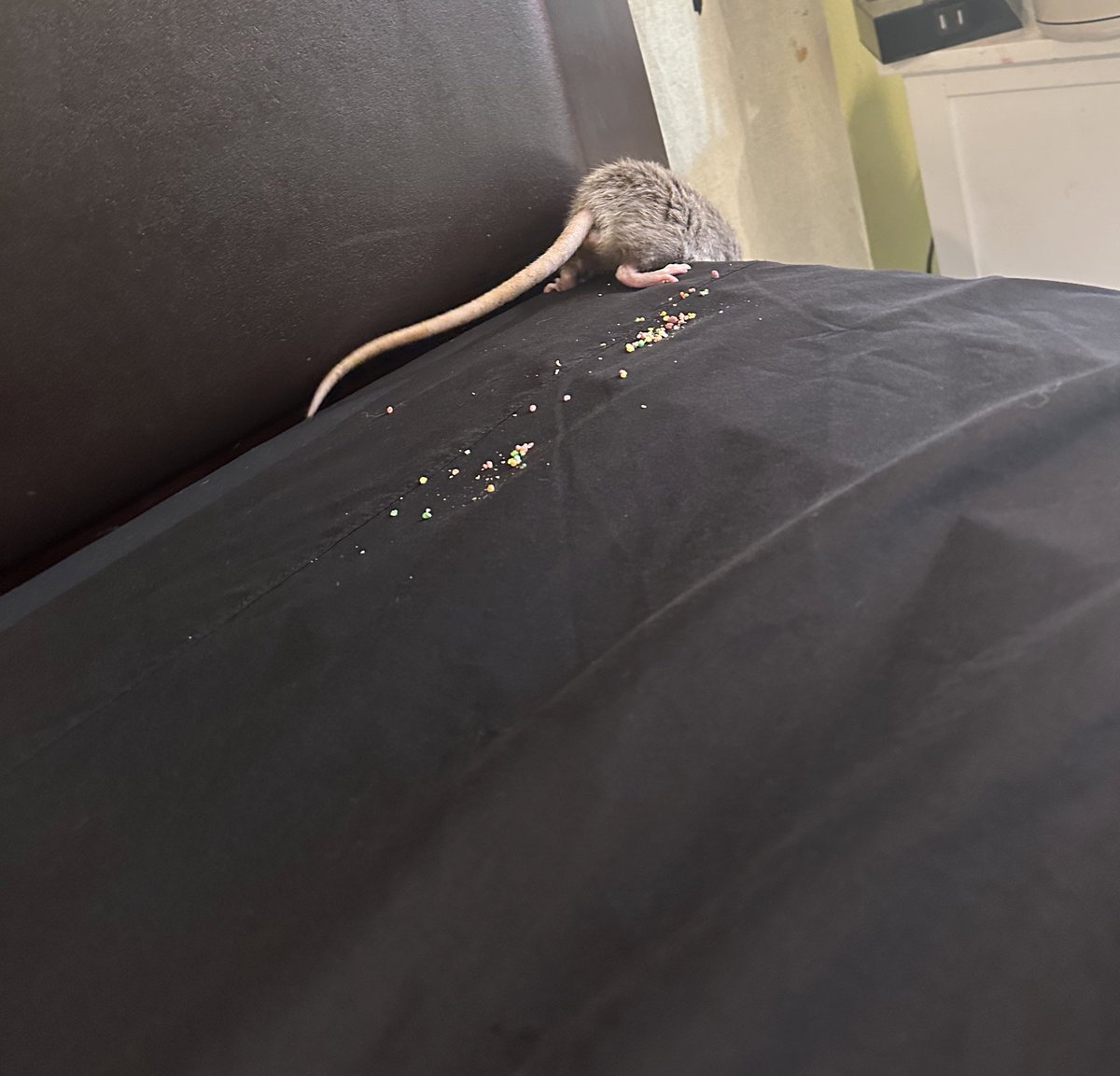 shwauby's tweet photo. I JUST put new sheets on and this mf climbs up to make a giant pile of crumbs. REPENT https://t.co/Woqf71MYIB