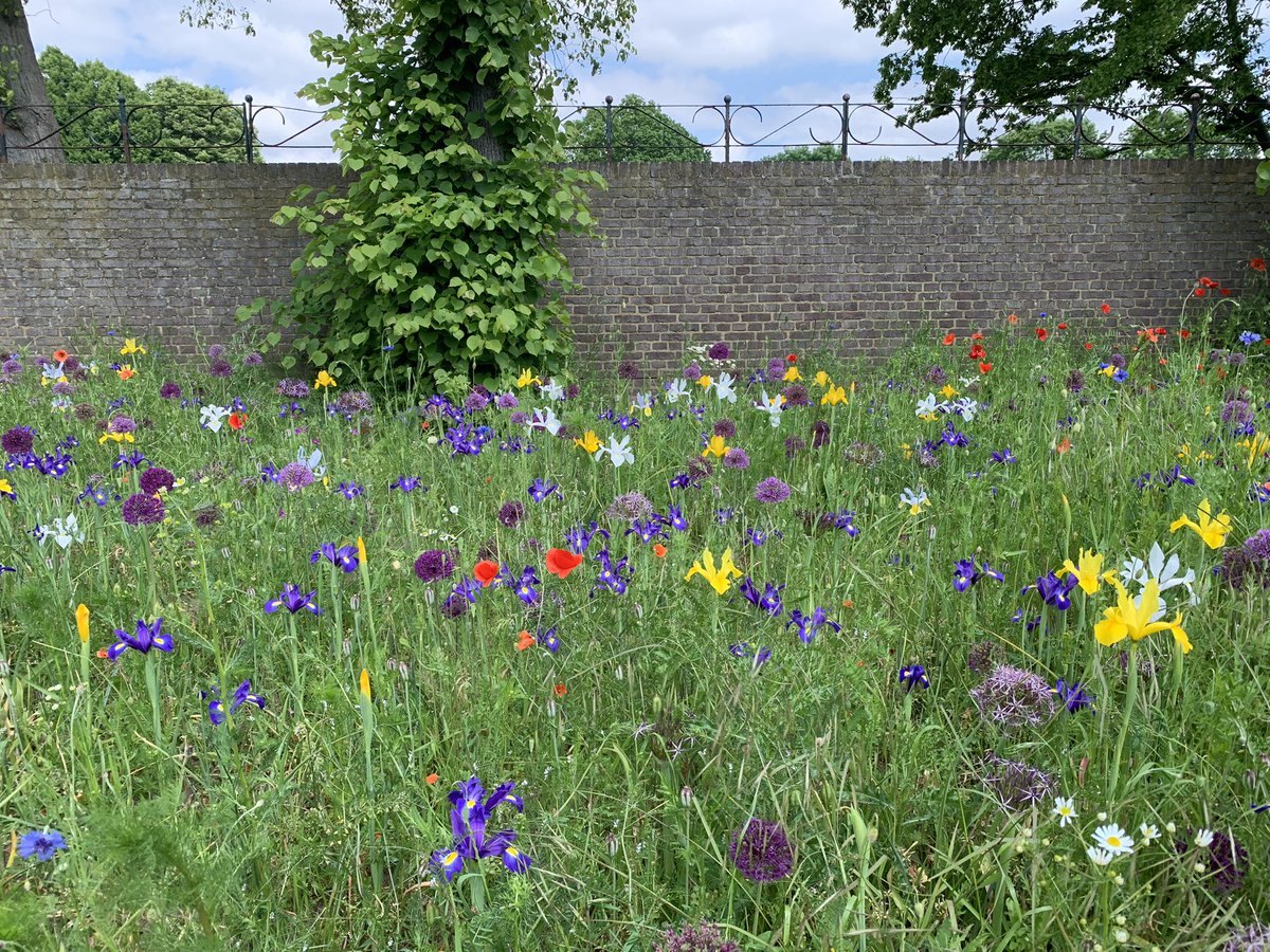 Hogje's tweet photo. Hier moest ik toch even voor stoppen, kleurrijke bloemen rondom #clemensdomein #merkelbeek π΄πΌββοΈπ€οΈ https://t.co/1pjsQPiACu