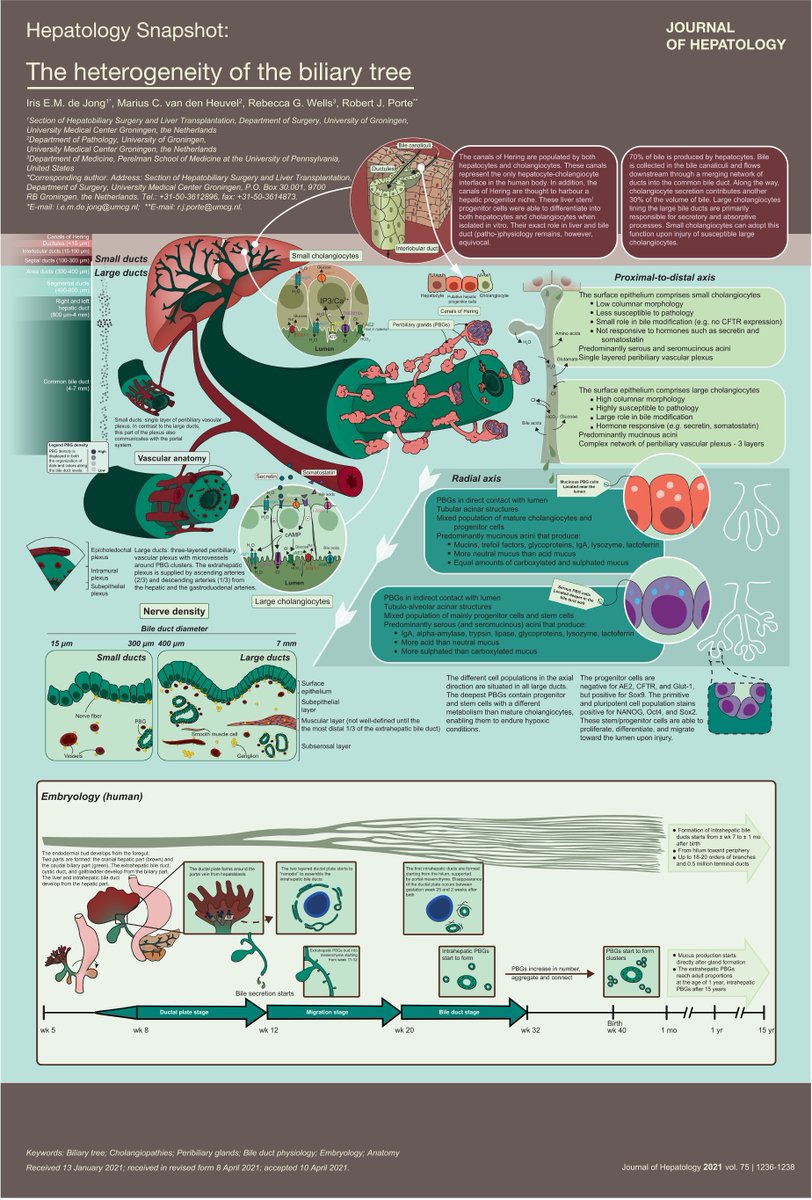 IrisdeJongMDPhD's tweet photo. Did you see our snapshot in @JHepatology?
We provided a comprehensive overview of the anatomy, physiology, and embryology of the biliary tree - a great reference sheet for the hepatologist!
#liverTwitter #biliarytree #science #hepatology #umcg #upenn @Wells_Lab https://t.co/u7UQLXzhJZ