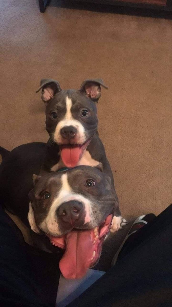 twaniimals tweet picture