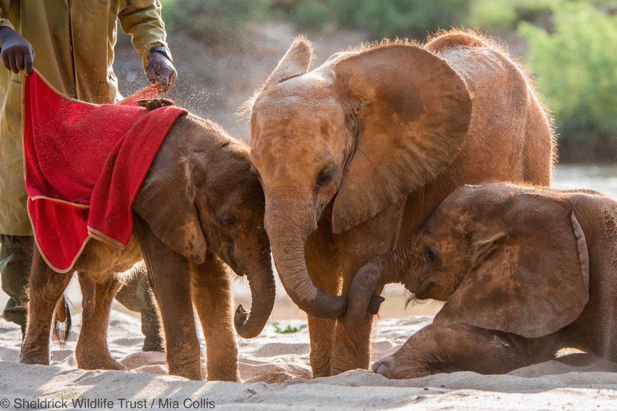 Sheldrick Wildlife Trust on X: "It's been a big day for ...