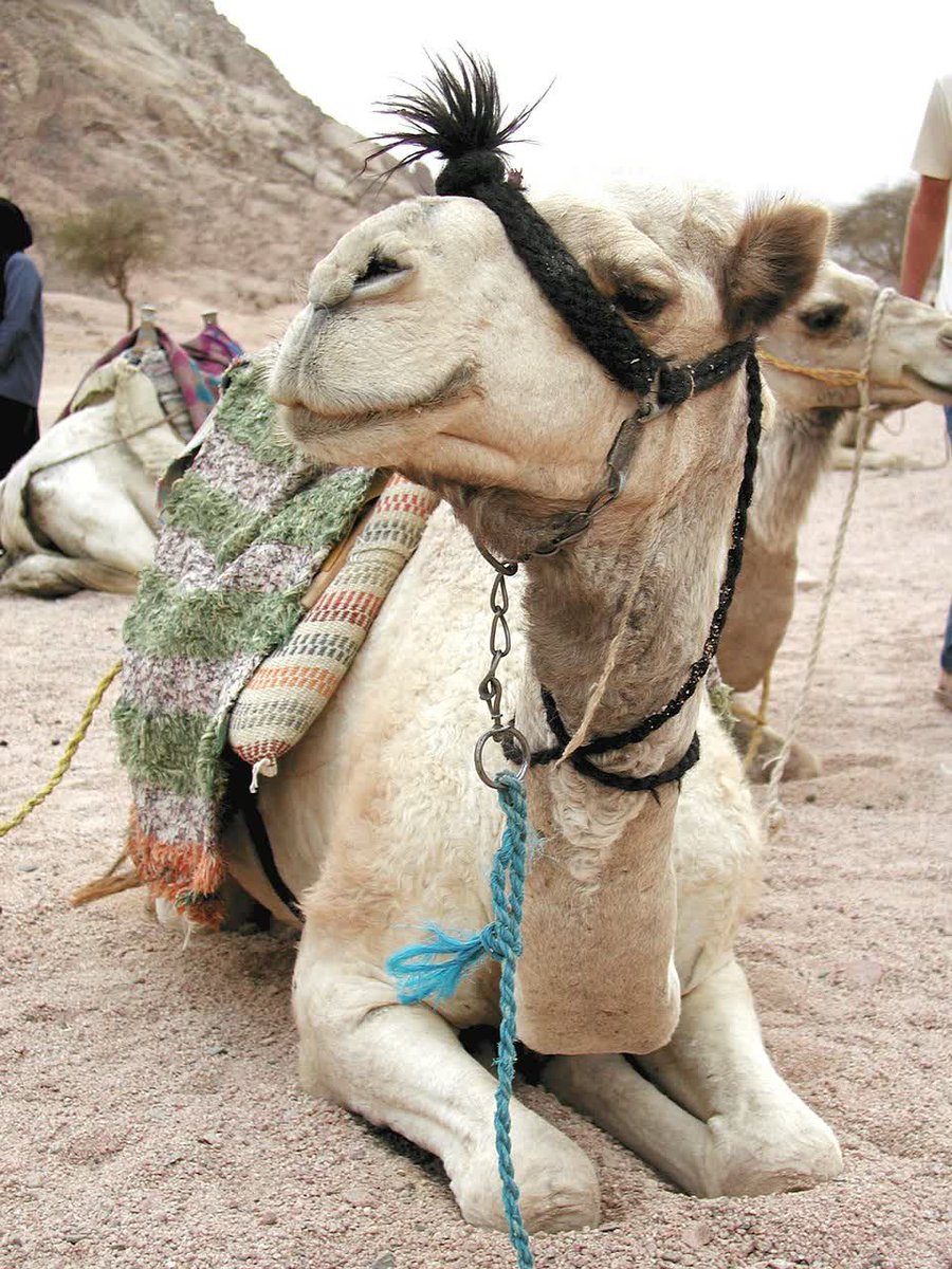 Befriend one of these guys with us! Camel rides through the desert are a must do!

#travel
#ancient
#egypt
#nileriver
#love
#smallgroup
#private
#special 
#adventure
#pyramids
#tours
#ancientnavigator
#camelride