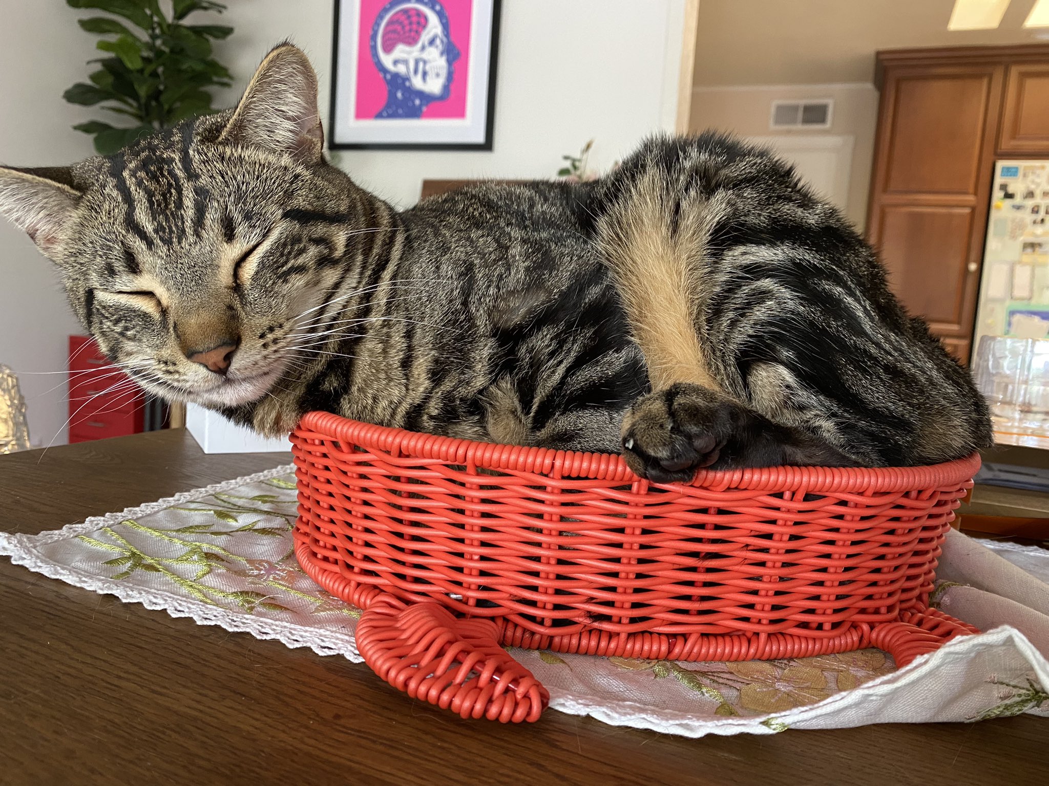 john noob on X: gooby always uses this crab-shaped basket as a bed, even  though he barely fits. And I always take a pic, even though my camera roll  is full of