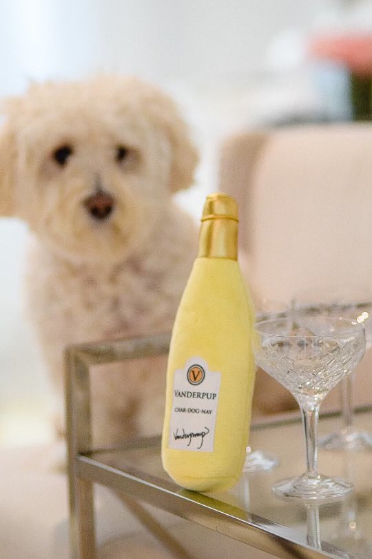 In honor of #NationalWineDay make sure you order your pup their very own #VanderpupWine! Now 50% off for a limited time! Cheers! 🍷
