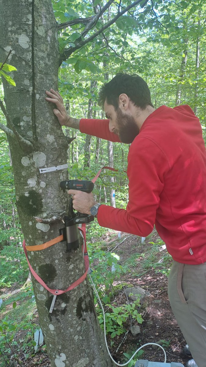 pennalp's tweet photo. In the meantime, in the Re della Pietra #catchment... #sapflow sensors installed on #beech #trees along a #topographic gradient. #forest #water #ecohydrology #interdisciplinary @DagriUnifi https://t.co/9NAjeTiC5Z