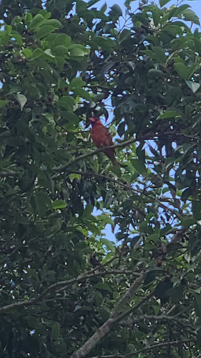 Cardinal bird #cardinalbird #nature #NaturePhotography #naturelovers #photography #photographylovers #forests #woods #trees #birds #nature