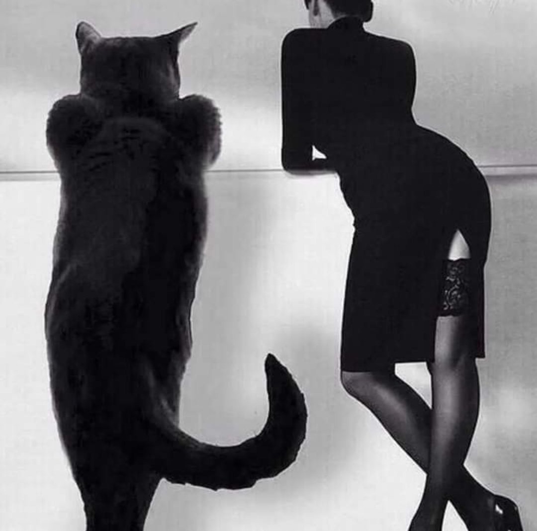 .•:*¨༺  ༻¨*:•..•:*¨༺  ༻¨*:•.

"El gato se enamoró tanto, que
negoció sus siete vidas por una
sola con ella".

     .•:*¨༺  ༻¨*:•..•:*¨༺  ༻¨*:•.