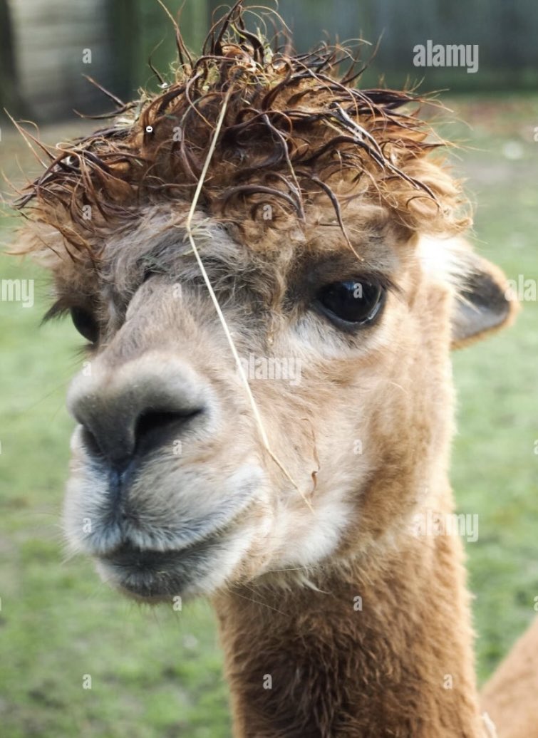 Out Of Context RvNxMango (@nocontextmango) on Twitter photo 