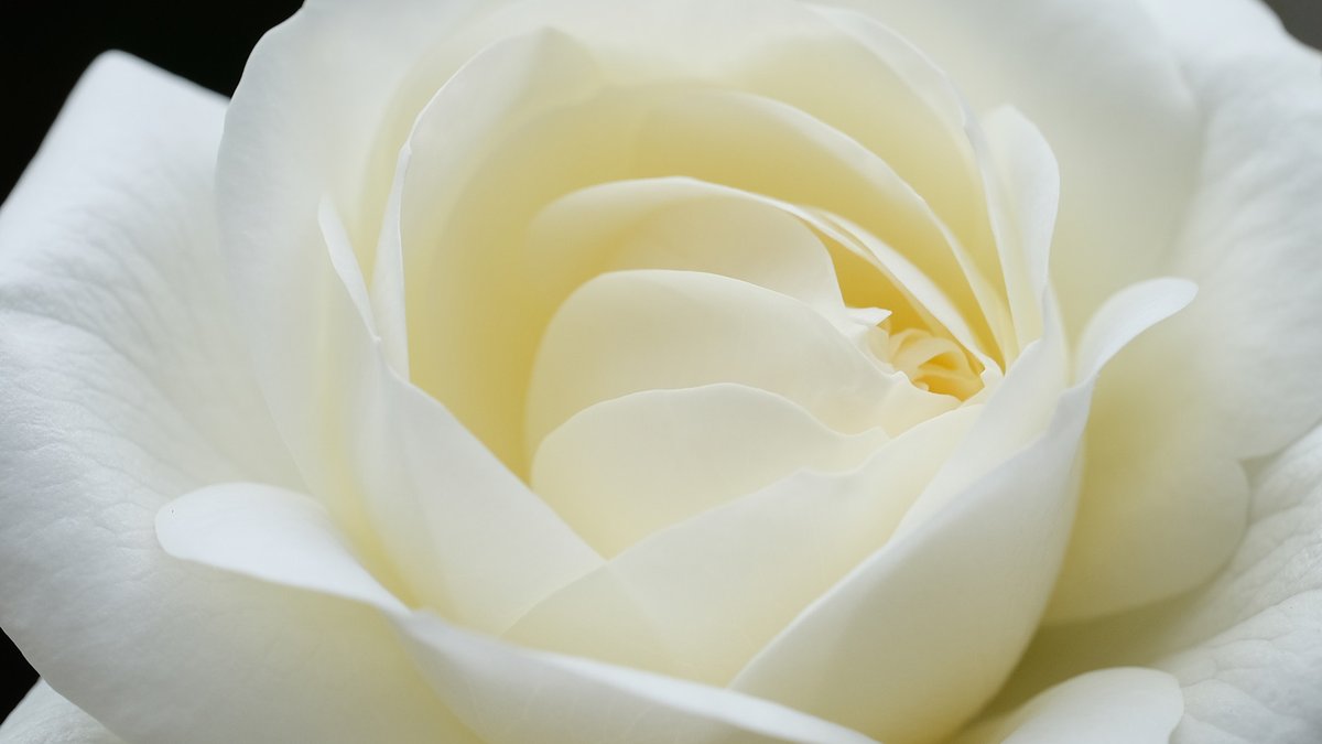 hypocrazy104's tweet photo. @katalin_pota Good morning my sweet! Rose petals for you. https://t.co/289lwB8pJE
