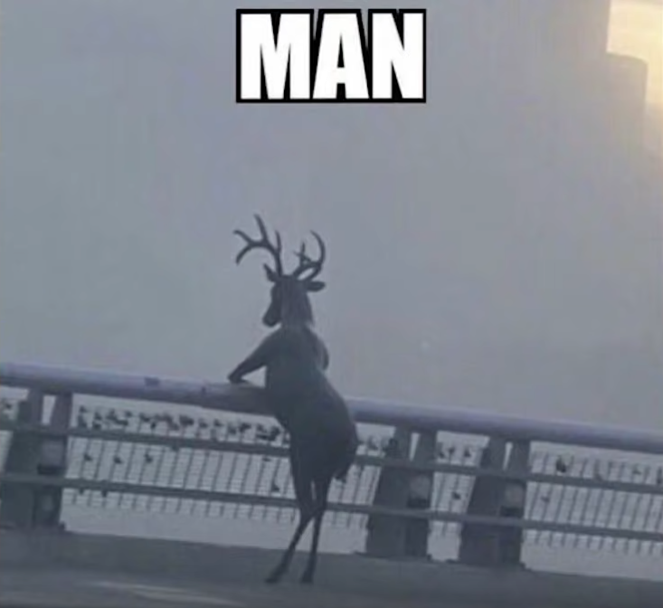 I need more funny deer photos on my feed :(