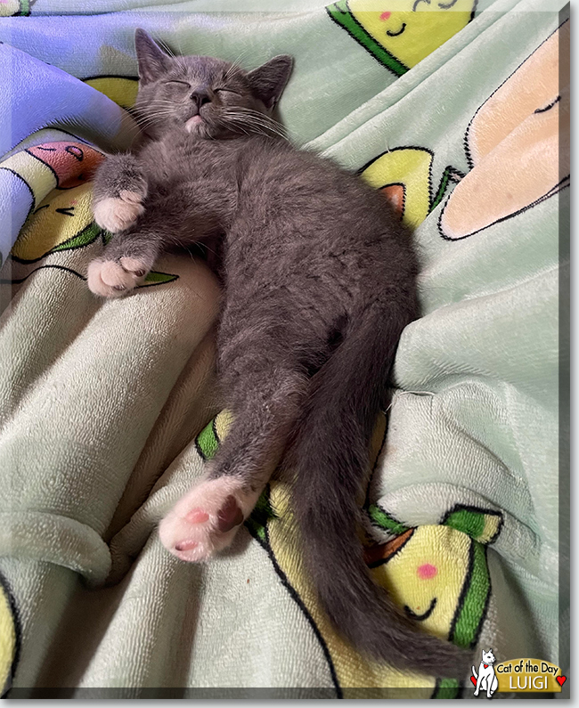 Cat of the Day .com tweet media