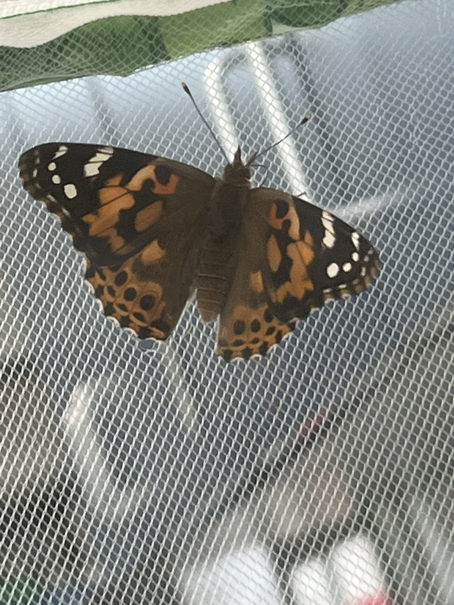 MsSlaughterBAES's tweet photo. The second graders are excited to watch as the butterflies hatch! We had 2 hatch today! #BAESShines https://t.co/ypSc6DWgPb