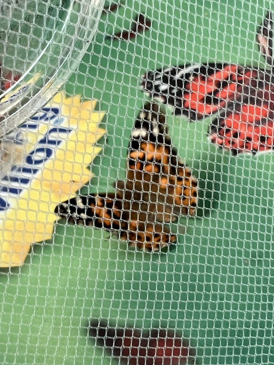 MsSlaughterBAES's tweet photo. The second graders are excited to watch as the butterflies hatch! We had 2 hatch today! #BAESShines https://t.co/ypSc6DWgPb