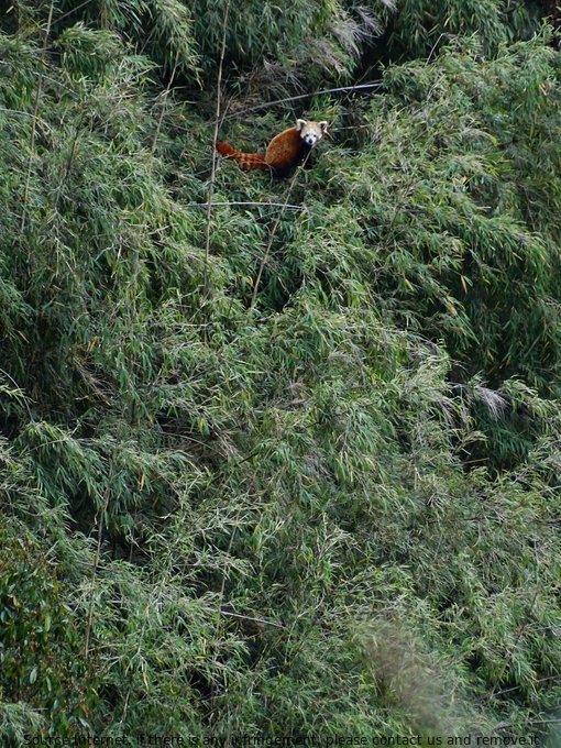 A Red Panda is spotted in its natural bamboo habitat in Wild Nepal. Marvel at the adorable mammal and its vibrant coat of red against a backdrop of green. #MammalWatching #WildNepal #RedPandas #Nepal #Dinosaurs