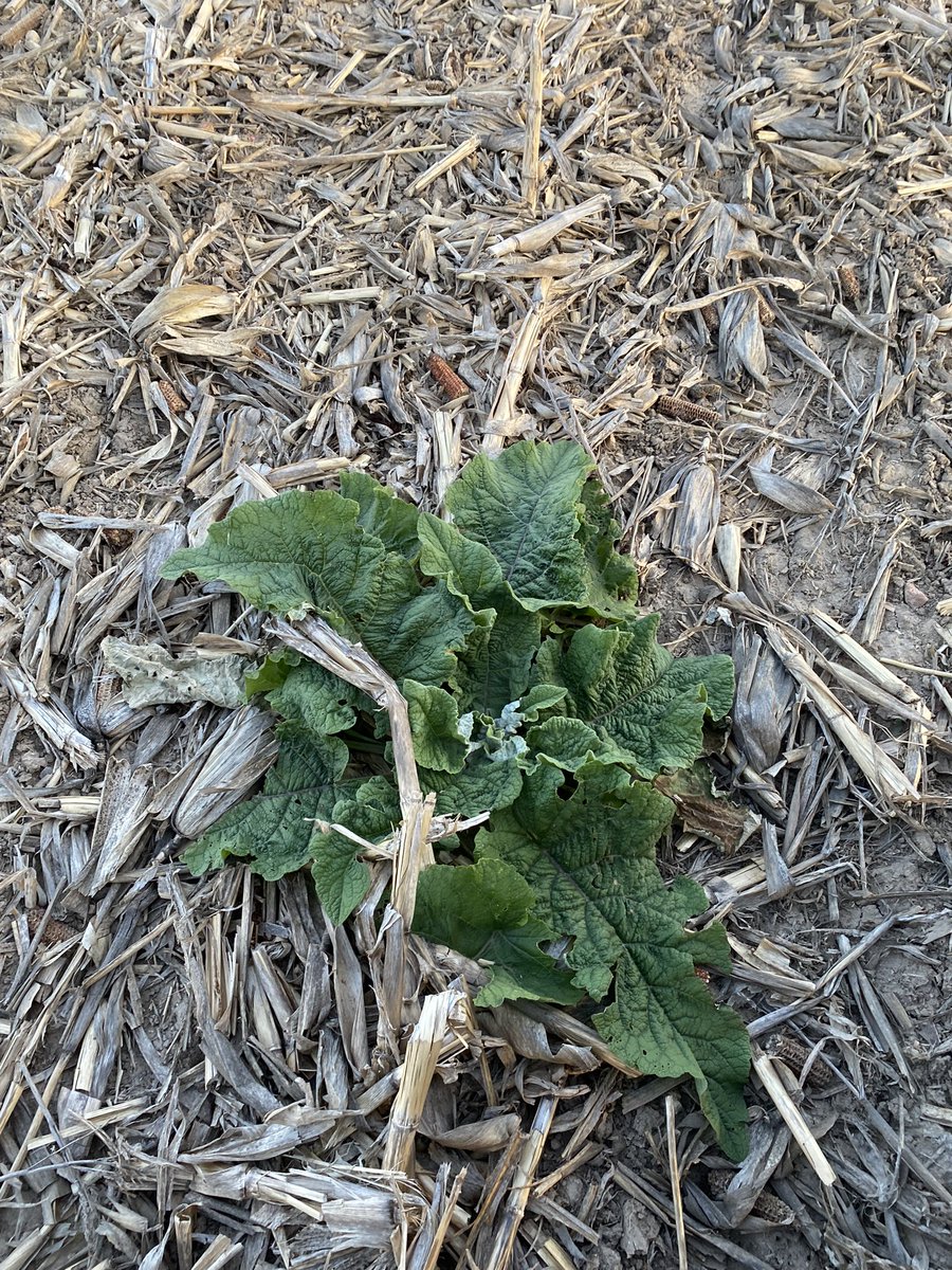 Out doing some cleanup tonight and spotted these trouble makers.  Prime candidates for a high rate application of Roundup Xtend 2 right shortly.  #firstpasshighrate for the win every time.  @BayerTraitsCA @BayerTraitsCA