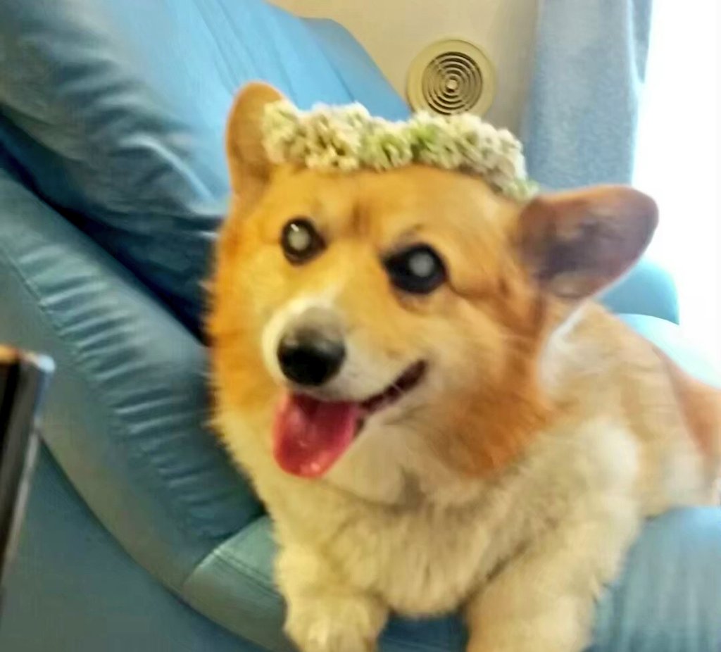 月命日の昨日は、シロツメクサ
冠💐を乗せてみました☺️
もーちゃんうっすら笑っている
ように見えました😊