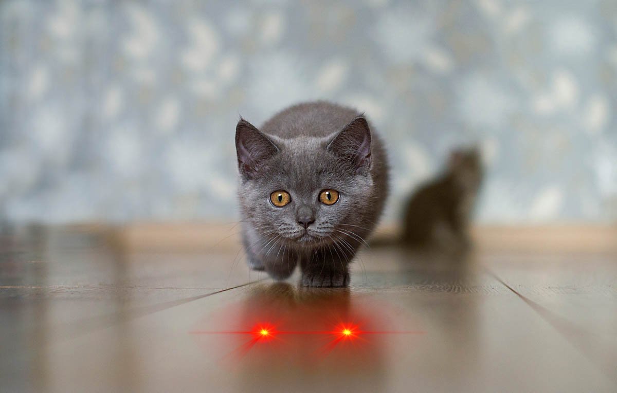 TheRugNews's tweet photo. LOCAL — Laser-Eyed Maxi Arrested for Harassing Neighbor's Cat
#theug https://t.co/DWpxgWFZKb