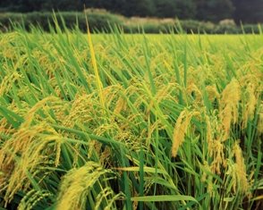 kumagai_chiba's tweet photo. おはようございます。県内でお米を生産されている皆さま、千葉県が開発した無料Web アプリ：水稲生育予測システム「でるた」を活用してみませんか？
水稲の生育を予測し、病害虫防除など稲の生育状況に応じた適切な作業時期の目安が簡単にわかるもので、4月より運用を開始。
https://t.co/Z1P1TMDGdb https://t.co/U74L9TsSYV