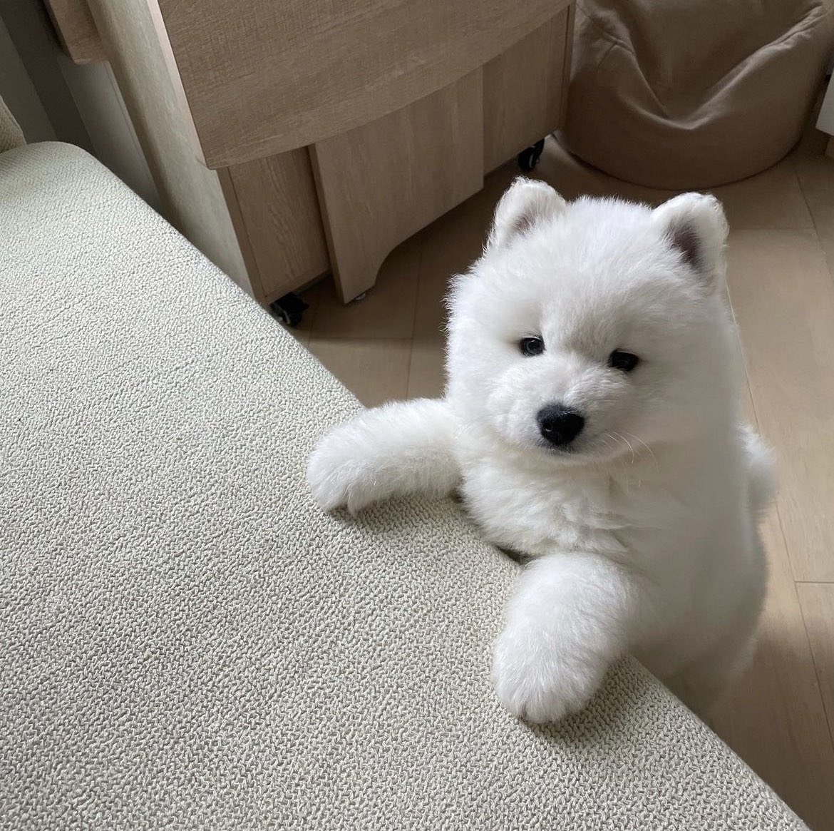 We only rate dogs. This is clearly a baby polar bear who wants uppies. Please pick them up immediately, and only send dogs. Thank you… 12/10