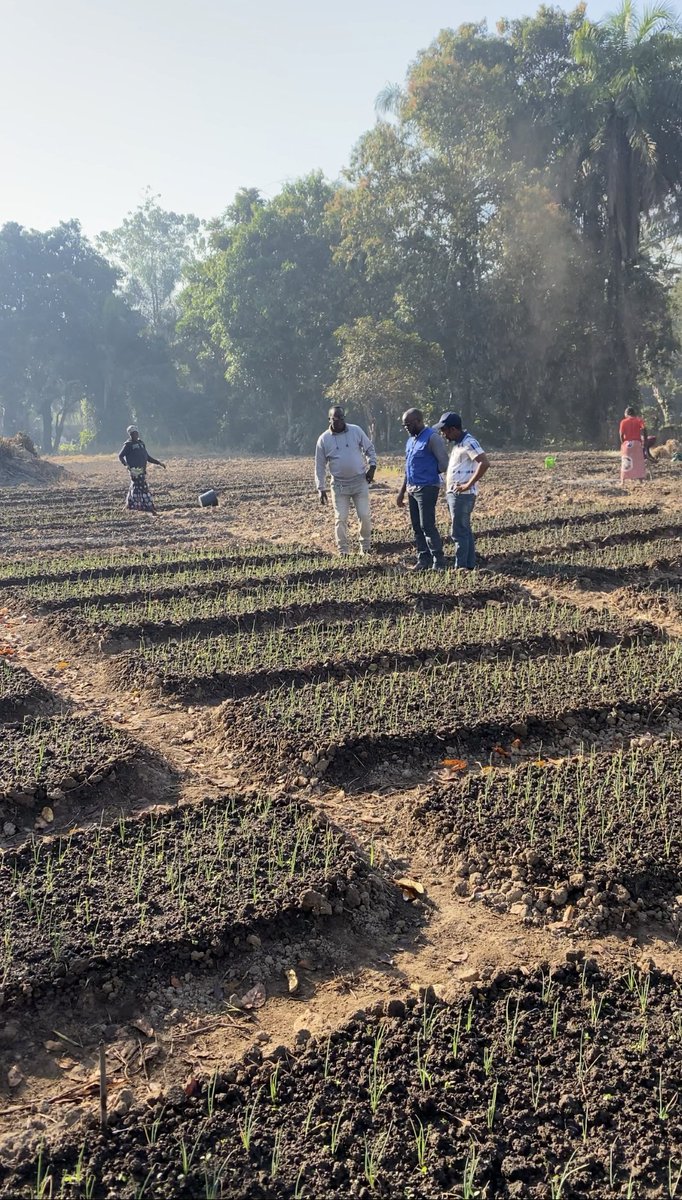 EUinSierraLeone's tweet photo. Did you know?
🇸🇱 imports about 30,000mt worth around US$10 million of onion🌰 🧅 every year.
🇪🇺-funded Onion Value Chain Economy Project (OVCEP) implemented by @EngimOng in #PortLoko, #Falaba and #Moyamba districts of 🇸🇱 is showing positive results that local onion 🌰 🧅 production is a viable alternative 📈 💪🏻.
Inspired by the #OVCEP project, stakeholders are discussing at the Ministry of Agriculture of #Salone the pathway towards a national Onion Value Chain Development Policy 📑. #EUStandswithSalone
